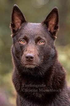 Australská kelpie - 5