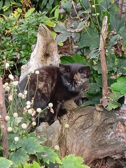 Daruji koťátka - 5