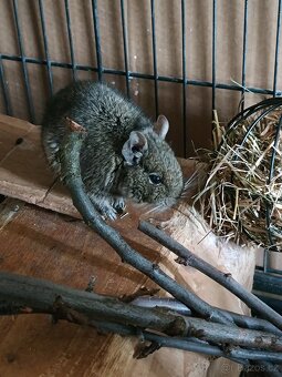 Daruji osmáky - samičky - 5