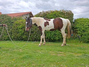 Paint horse valach 2 roky - 5