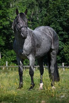Nádherný hřebeček QH - 5