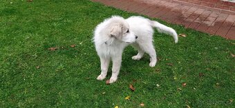 Pyrenejský horský pes - 5