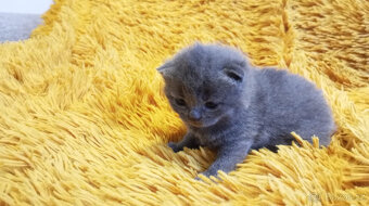 Britská koťata - 5