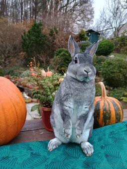 Zakrslý REX činčilový s PP samička 94b - 5