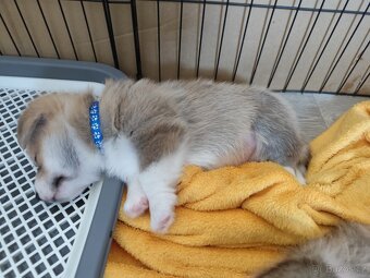 Welsh corgi Pembroke s PP FCI - 5