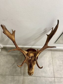 Myslivecká trofej daněk - 5