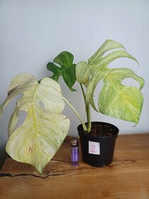 Monstera full mint - 5