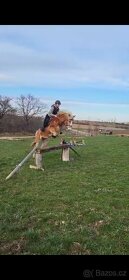 Sportovní Pony Hafling - 5
