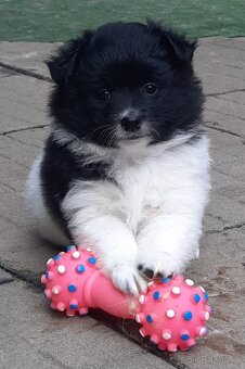 Německý špic střední - 5