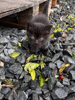 Daruji koťátka - 5