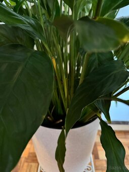 Spathiphyllum – Toulcovku (Lilie míru) - 5