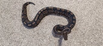 Krajta královská - 5