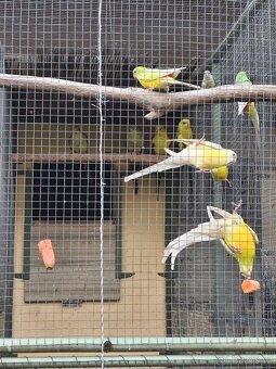 PAPOUŠEK KRÁLOVSKÝ, HORSKÝ A ZPĚVAVÝ - 5