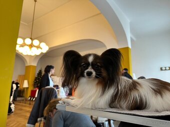 Papillon /krycí pes - 5