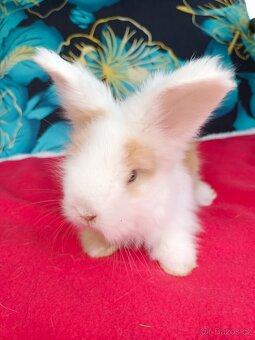 Anglická angora - 5