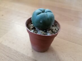 Sbírka 7 kaktusů kaktusy Lophophora a Astrophytum Mexiko USA - 5