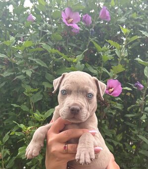 American Bully XL s PP - 5