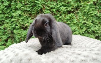 Zakrslý beránek, králíček, králík - JIMMY - 5