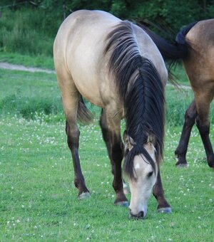 Appaloosa valášek - 5