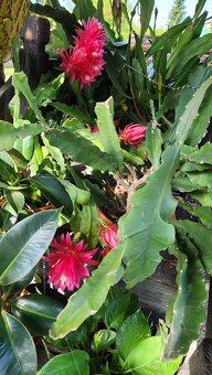 Prodám fylokaktusy - 5