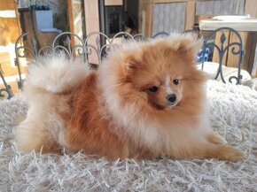 Pomeranian s PP ke KRYTÍ - krémový (žádný prodej) - 5