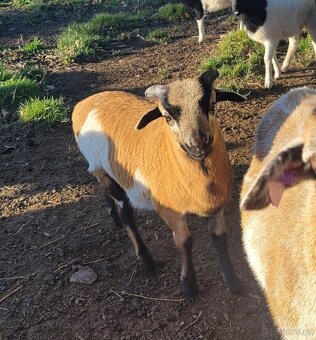 Kamerunská ovce - beránek - 5