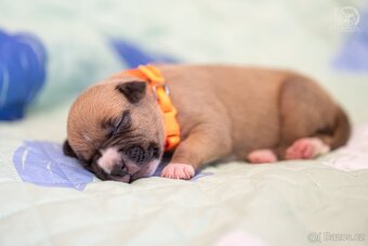 Americký stafordširský teriér s PP - 5