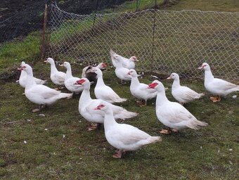 Kachna pižmová - 5