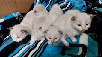 Poslední koťátko Ragdoll k REZERVACI - 5