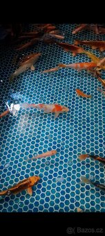 Koi Kapři - 5