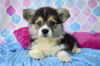 Welsh Corgi Pembroke s PP - 5