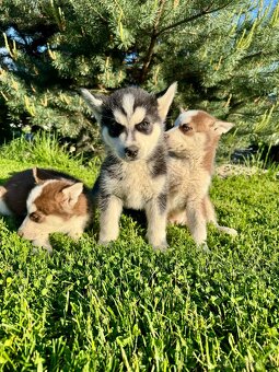 Štěňátka sibiřský Husky - 5