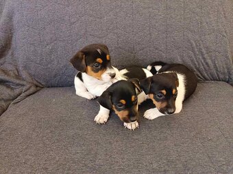 Jack russell - 5