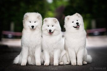 Samojed s PP - 5