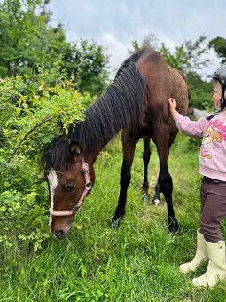 Roční hřebeček do pony sportu - 5