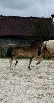 Klisna Welsh pony of cob type - 5
