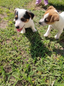 Jack Russell - 5