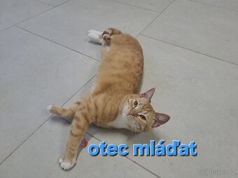 Daruji kocourky 🐱🐱 - 5