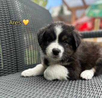 Štěňata Australského ovčáka s PP - 5