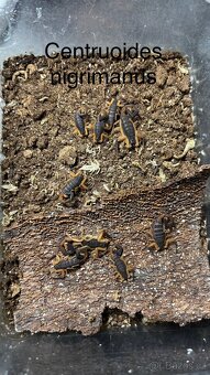 Štíři - aktuální nabídka říjen/listopad - 5