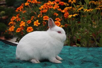 Zakrslý králíček samička mazlík - 5