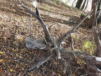 Samorost unikátní - 5