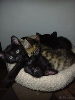 Daruji koťátko - 5