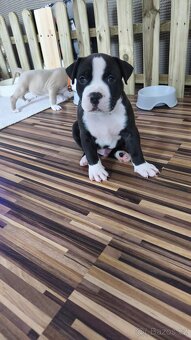 Americký stafordšírský teriér - 5