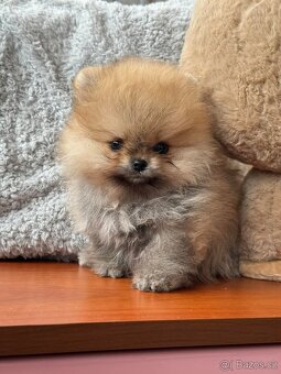 Pomeranian mini - 5