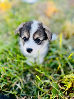 Welsh corgi pembroke s PP (FCI) - 5