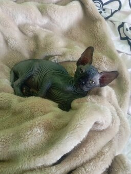 Koťátka Sphynx - 5