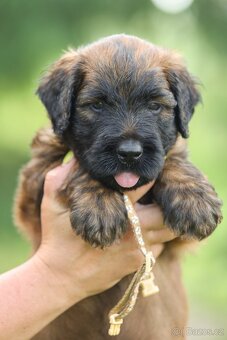 Briard s PP - 5