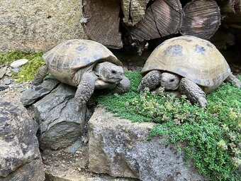 Želva stepní (testudo horsfieldii) - mláďata - 5