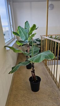 Prodej Banánovníků, Kapradí a Aloe Vera - 5